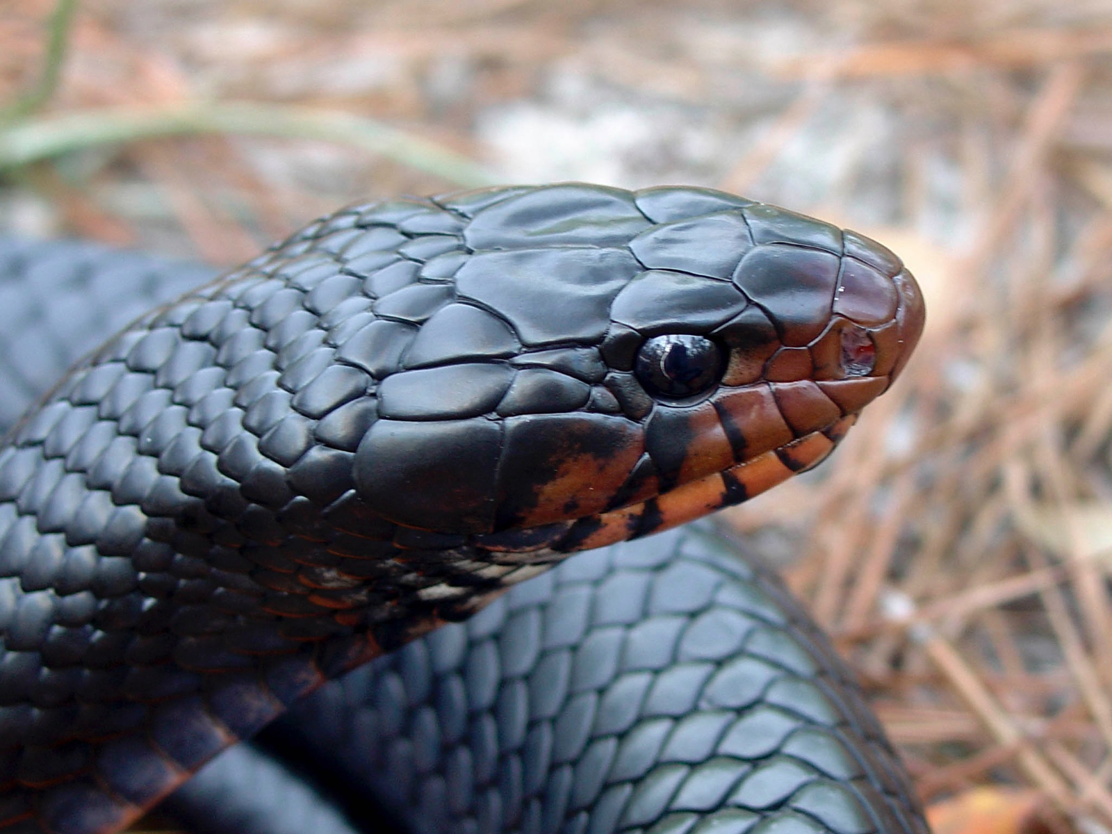 Young Male Drymarchon couperi